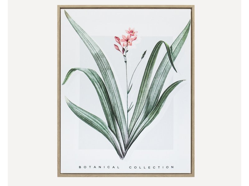 Картина Ботаник Цветок 40x50